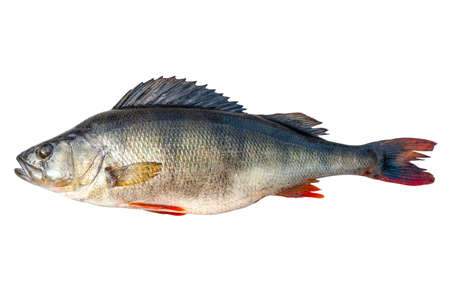 Big river perch fish isolated on white background with clipping path. River bass isolated on white background.の写真素材