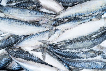 Frozen mackerel background. Frozen group of fish. Iced fish. Heap of mackerel. Mackerel pattern....