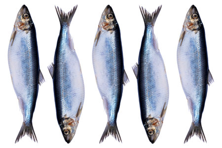 Set herring fish isolated on white background. Frozen group of fish. iced atlantic fish. Herrings. Herring pattern. Herring texture. Empty space. Copy space.の写真素材