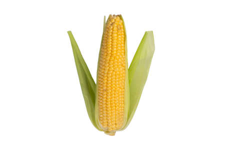 Cob of ripe sweet corn isolated on white background. Sweet corn cob with green leaf isolated on...