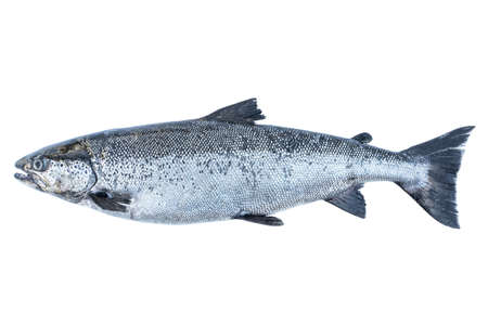 Salmon fish isolated on white background. Fresh wild salmon isolated on a white. Fresh whole salmon...