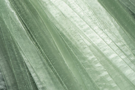 Green bean noodles background texture. Raw funchose. Glass noodles pattern surface. Macro shot