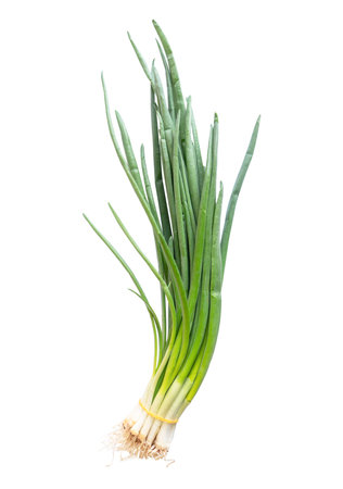 Pack of fresh spring onions isolated on white background. Fresh Green onion isolated. Bunch green onion.の写真素材