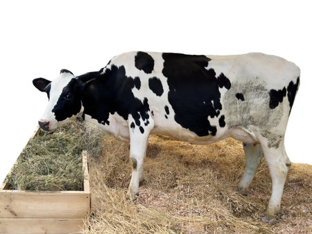 Cow isolated on white background. Cow eating isolated. Ð¡ow eats hay.の写真素材