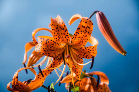 tiger Lilyの写真素材