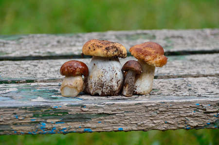 white mushroomsの写真素材