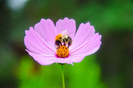 flower CÃ³smosの写真素材