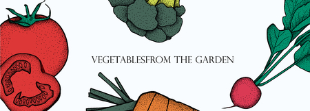 Banner with vector vegetables. Concept healthy food. Broccoli, carrot, tomato, radish.のイラスト素材