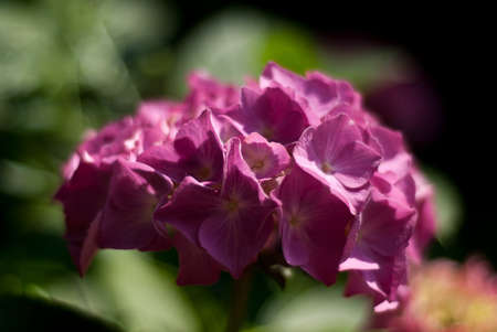 Paarse hortensiaの写真素材