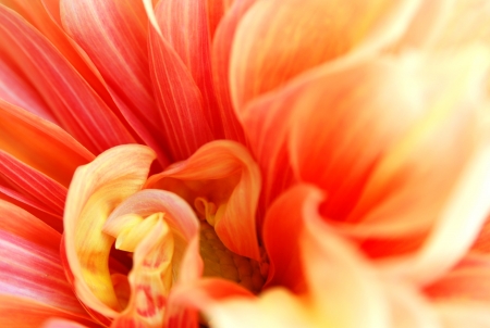 Abstract flower backgroundの写真素材