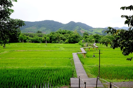 Rice fieldsの写真素材