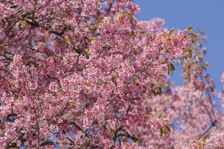 Thai Sakura at Khun Chang Kianの写真素材