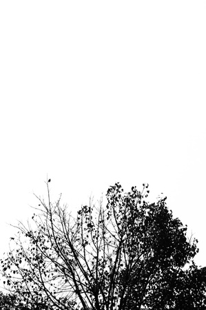 The top of a treeの写真素材