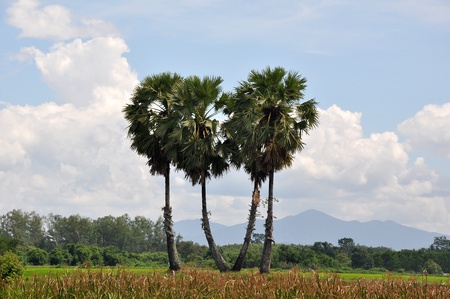 Palm treeの写真素材