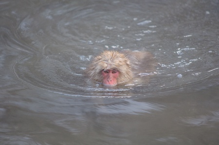 Monkey in a natural onsen  hot spring , located in Snow Monkey, Nagono Japan 