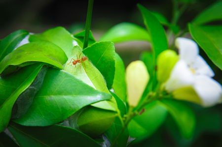 Ants and leaves - Stock Imageの写真素材