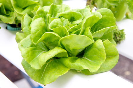 Organic Vegetableの写真素材