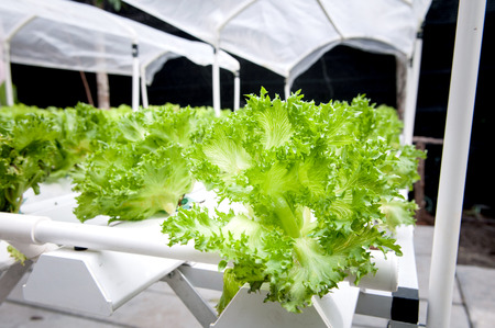 Organic Vegetableの写真素材