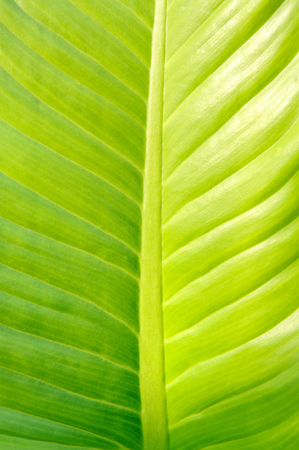 Leaf texture