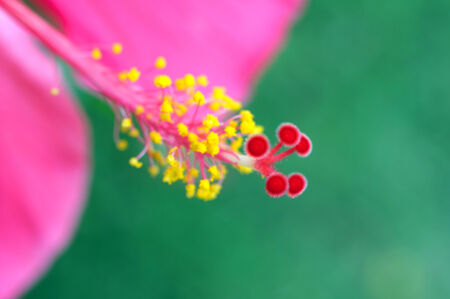 Hibiscus flower pollen