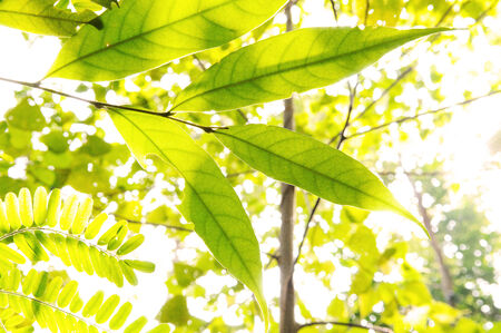 Low angle view of leaf
