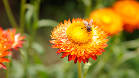 Bee on the Straw flower