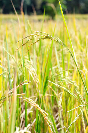 Riceの写真素材