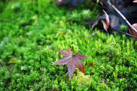 Red leaf on the green grass の写真素材