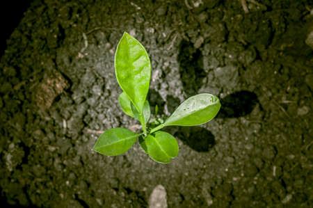 Seedlings in new life on top viewの写真素材
