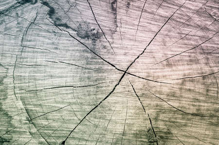 Tree stump texture