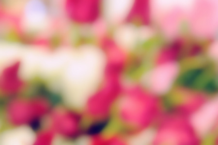 abstract blurred flower backgroundの写真素材