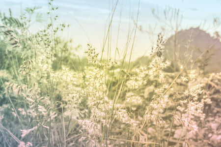 Abstract Tiny flower grassの写真素材