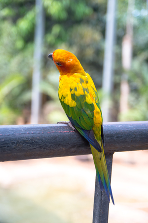 Sun Conure Parrot