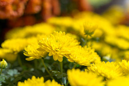 Close-up flowers background.の写真素材