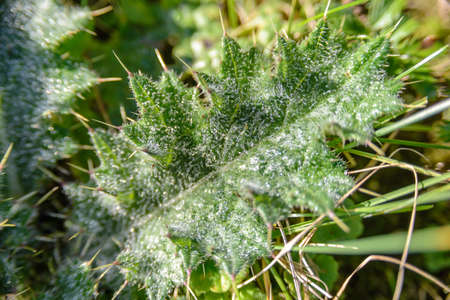 Close-up frost on leavesの写真素材