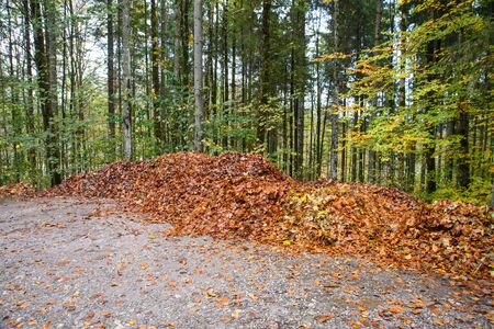 Pile of fall leaves in a yard.の写真素材