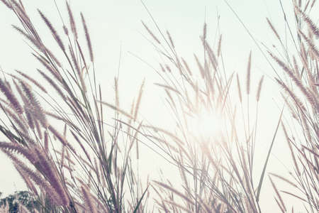 Retro style of flower grass impact sunlight on sunsetの写真素材