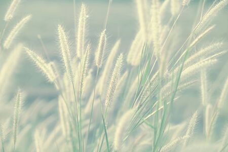 Retro style of flower grass impact sunlight on sunsetの写真素材