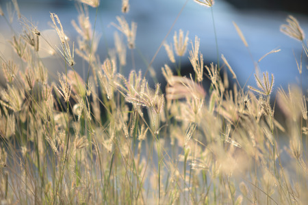 Tiny flower grass at relax time