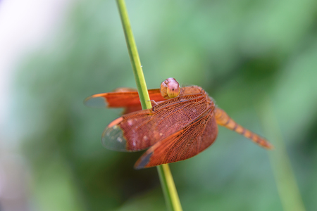 Resting dragonflyの写真素材