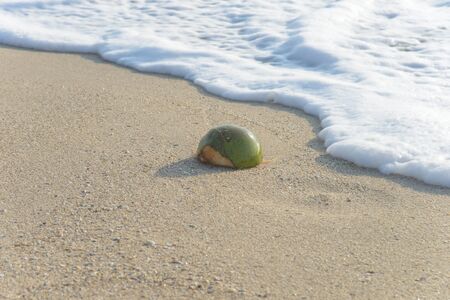Coconut on the beachの写真素材