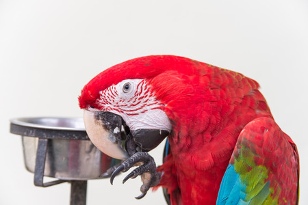 Scarlet macaws Ara macaoの写真素材