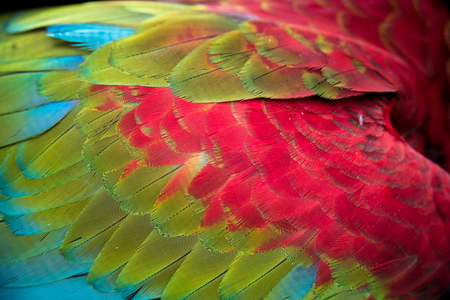Close-up on Colorful quill of Scarlet Macaw, backgroundの写真素材