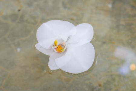 White orchid flower on waterの写真素材