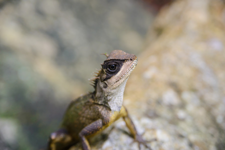 asian chameleon type on the rock, animalの写真素材