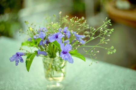 Beautiful flowers in vaseの写真素材