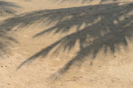 shadow of coconut leaf on tropical beach