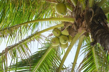 Sweet coconut cluster on coconut treeの写真素材