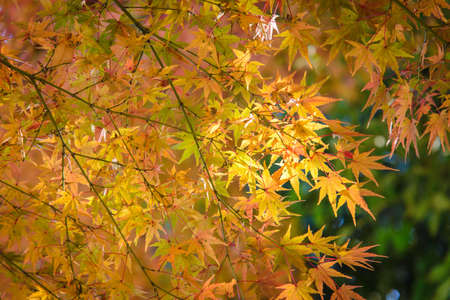 Red and orange maple leaf in mid autumn Japan. background