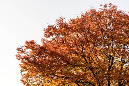 red autumn maple tree on white backgroundの写真素材